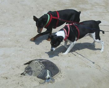 Adopted May 2010-Rocket, a min pin, is so happy to be with his new owners and new "sister", Sara. Here he is on the beach with Sara discovering his first horse shoe crab!
