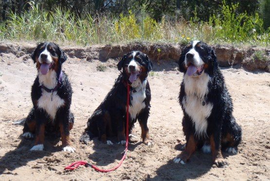 Kyra, Zoobi and Mason at the beach in 2011