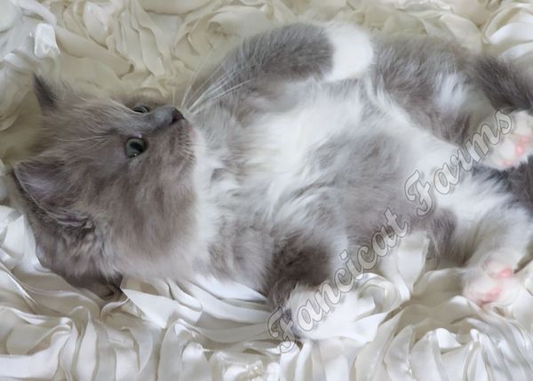 AVAILABLE - MEDIUM PURPLE GIRL - Blue mitted sepia - $1,950