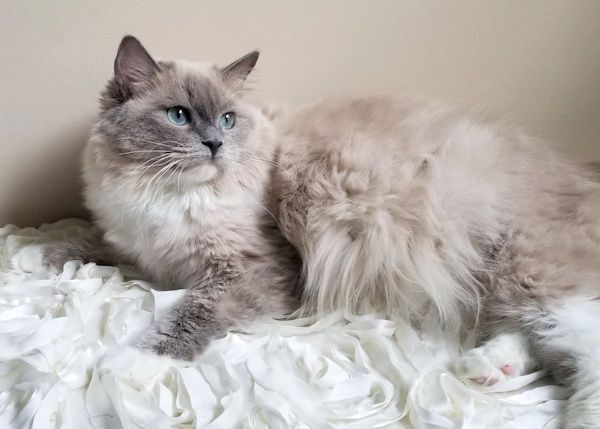 Retired - Fancicatfarms Princess Prissy, Blue Mitted Mink, carrying chocolate
