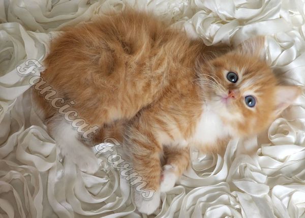 AVAILABLE - RED BOY - Flame mitted lynx with blaze solid - $1,800