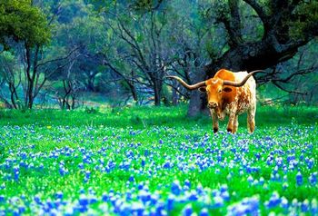 Love my Texas! Hmm hmm
