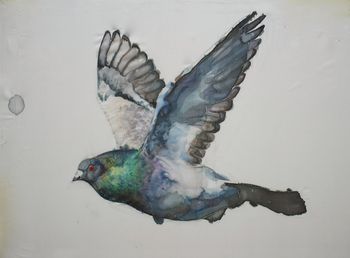 Haustaube / Domestic Pigeon
