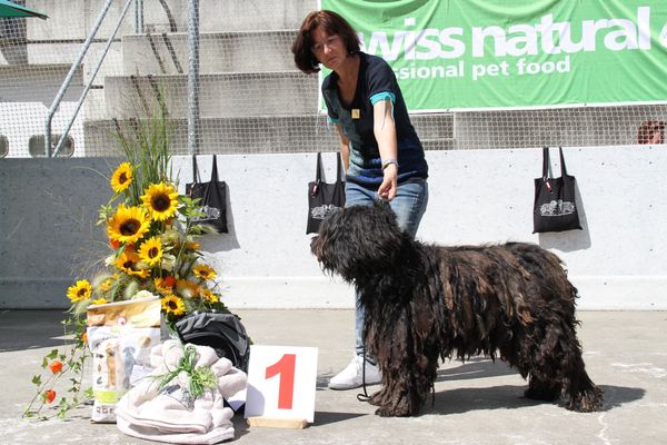 Midir's litter sister, World /European/International Champion Mirtea dei Lupercali and her wins at the Raduno di Sonogno 2014.  
Best in Show  and Best Veteran
Congratulations to her and to Mery Colombo!