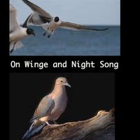 On Winge and Night Song