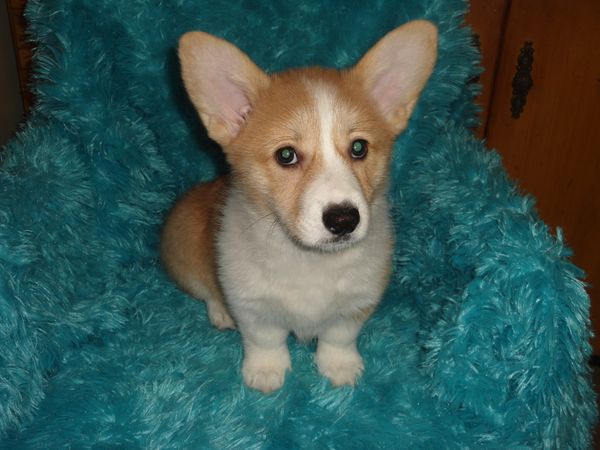 Corgi Country - Puppies For Sale