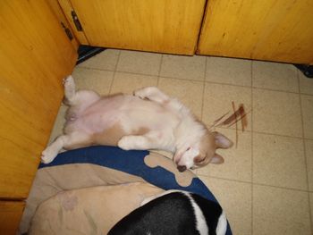 Corgi Sleeping Position

