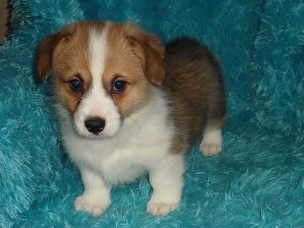 Dawn's M1 
Red/White little boy Born 2/14/2022. He is APRI Registered. His mom is Dawn and his dad is Jerry. Both can be seen on the "Meet the Parents" page. All the details about the babies are at the top of this page.  $800.00  ~~~SOLD~~~