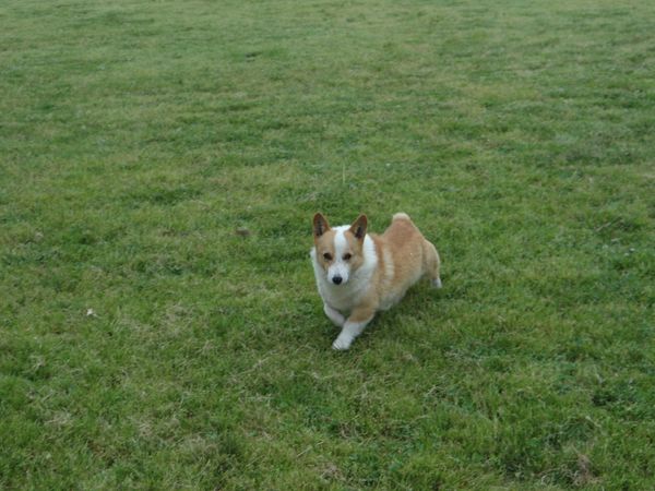 "Duke" Enjoyes a run in the field.