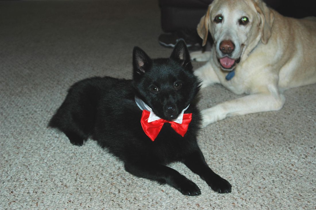 Cruize being formal. Submitted by Mary Hare
