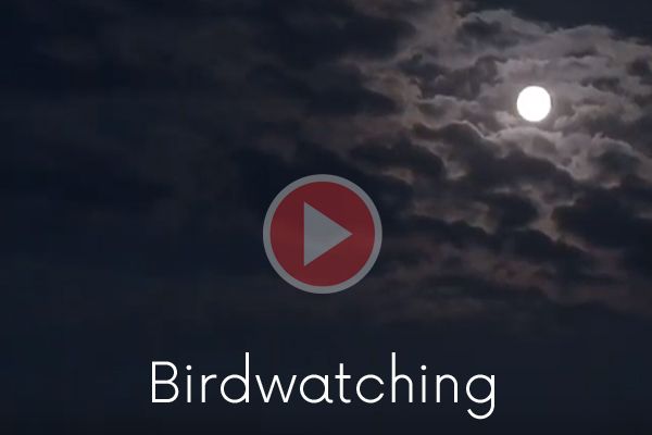 Birdwatching Trailer