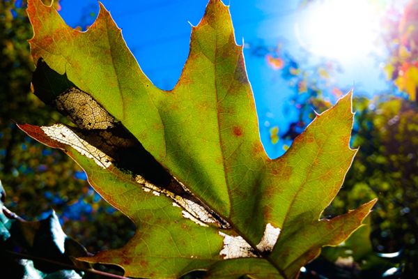 Fall Leaf