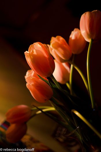 Tulips by Rebecca Bogdanoff
