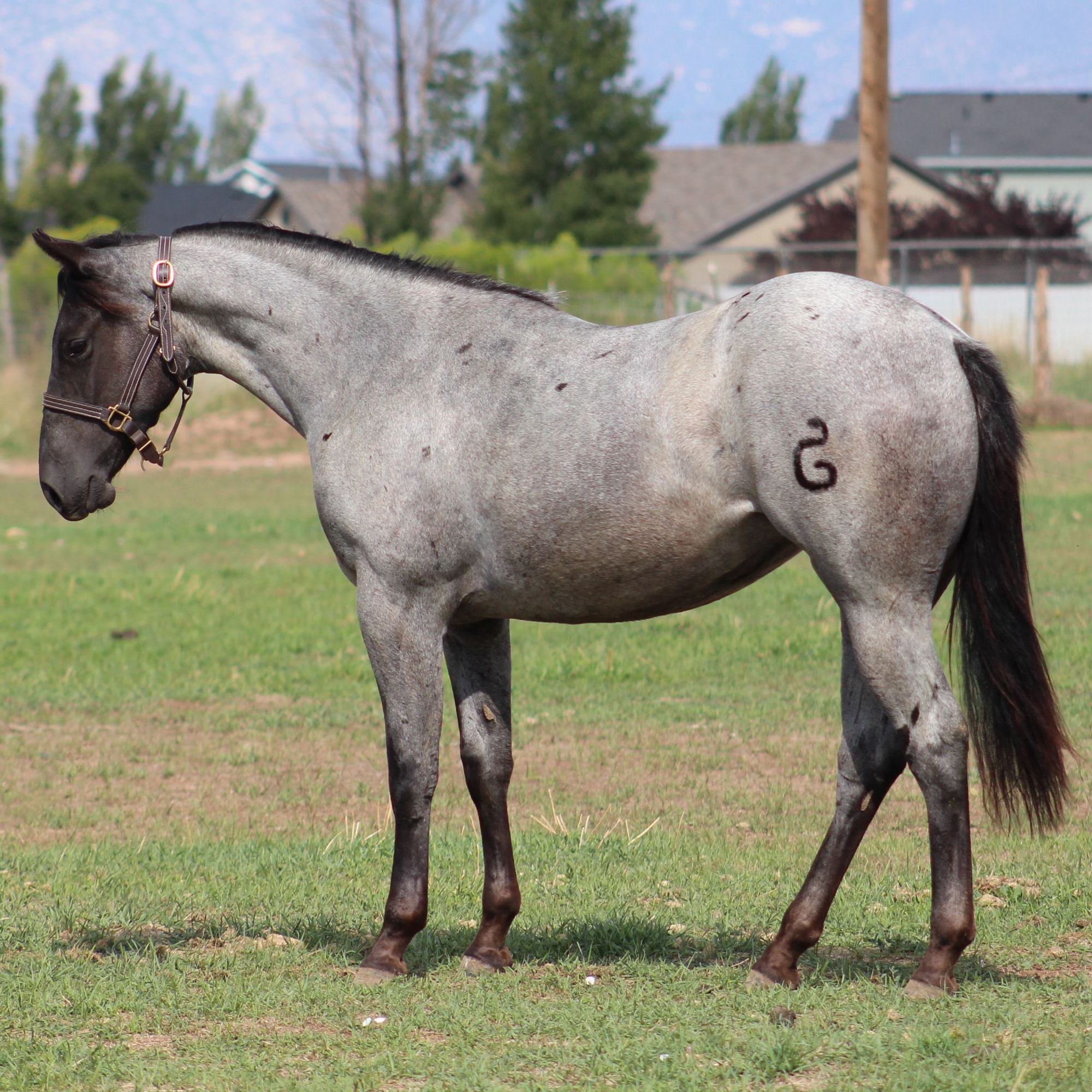 Peak View Performance Horses Prospects