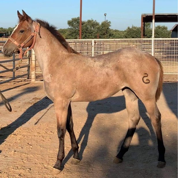 Peak View Performance Horses Prospects