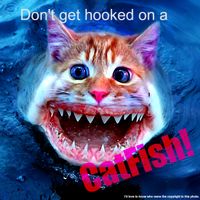 Don't Get Hooked on a Catfish - Rockabilly Song by Ace Starry