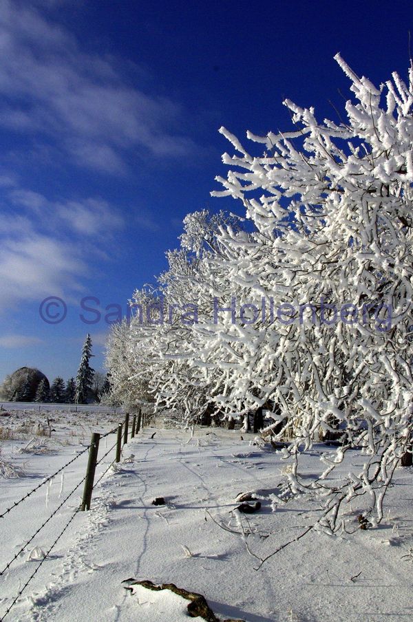 Untitled Saskatchewan Winter Scene #2