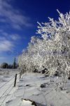 Untitled Saskatchewan Winter Scene #2