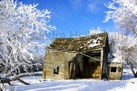 Untitled Saskatchewan Winter Scene #3