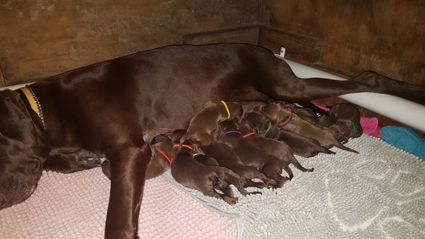 OUR "DREAM" LITTER HAS ARRIVED
12 BEAUTIFUL BROWN BABIES BY :
CH LIVERPOINT CRACKER JACK (AI) X CH GILLBRAE HI CALYPSO ANGEL (AI)