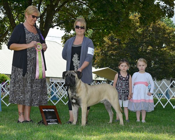 BPISS sweeps Cascade NW Bullmastiff Summer Specialty! One of the limited times you will find me in the ring is for Sweeps at the Bullmastiff Specialties, and sometimes I win!!