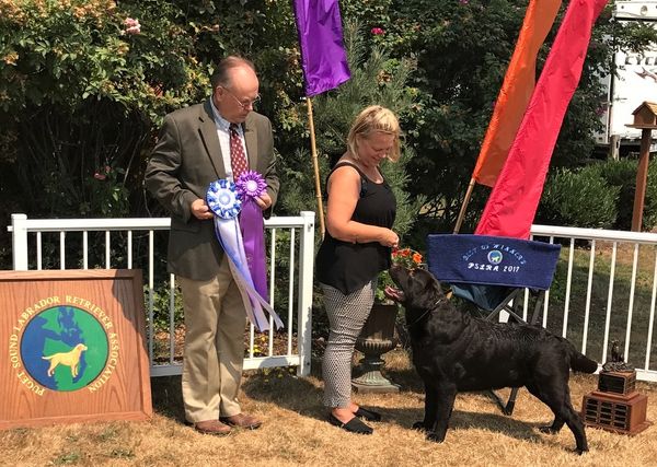 August 2017 ~ Soundviews Le Roi Soleil "Louie"
Best Of Winners at the PSLRA Specialty at just 13 months old! Thank you Breeder Judge Tom Shearer for his first Major and first 4 points!