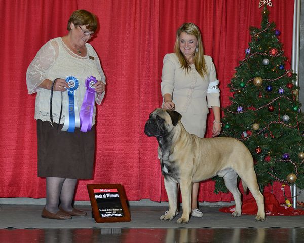 WD/BOW Cascade NW Bullmastiff 
Winter Specialty for a 5 point Major. Ringo also picked up WD/BOW at the all breed the same weekend for another Major win! 