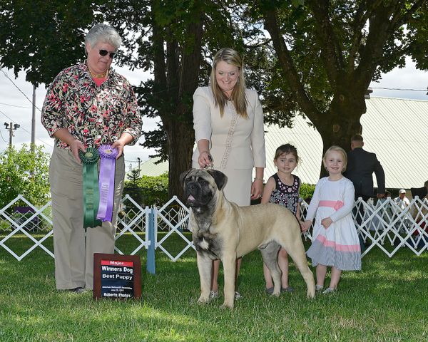 WD/BPISS for a 3 point major at the Cascade NW Bullmastiff Summer Specialty!