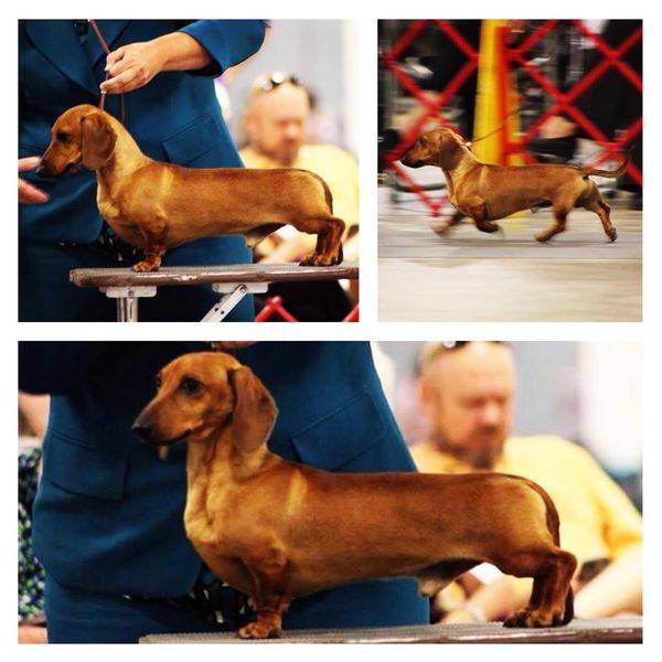 Best Dachshund Breeders In North Carolina [2024] List of 10 Local