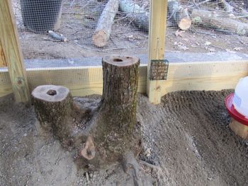 natural tree stumps
