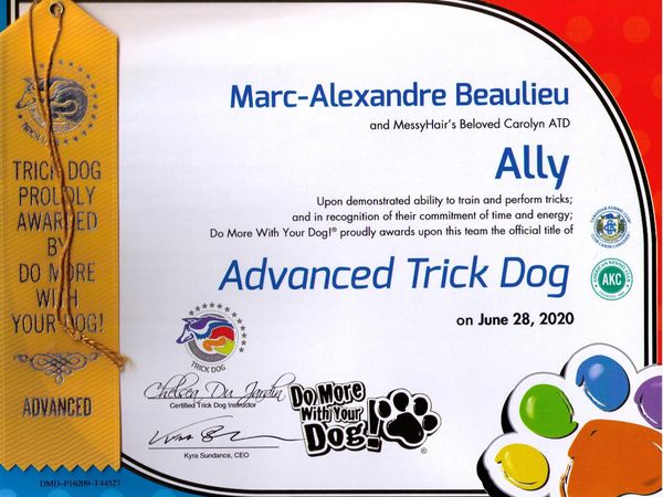 Schapendoes Ally Advance Trick Dog Title