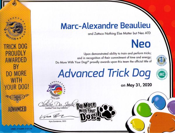 Schapendoes Neo, Advance Trick Dog Title