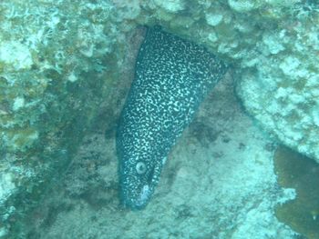 A spotted Moray eel peeks out for a look.
