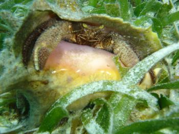 A crab hides in a conch shell (I'm guessing he evicted, or consumed, the conch a while ago!)
