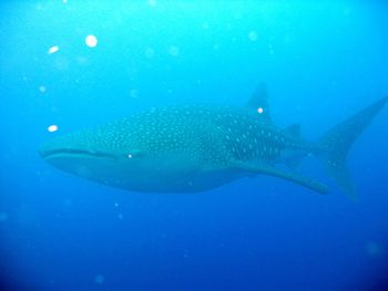The Grandaddy of all fish, a 35-foot whale shark! We saw these guys at Gladden Spit, a site off the coast of Placencia, Belize.
