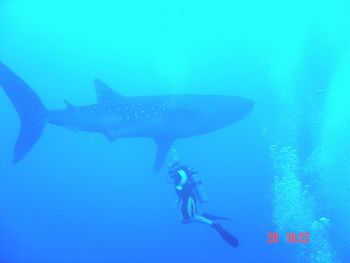 That's me, with a whale shark.
