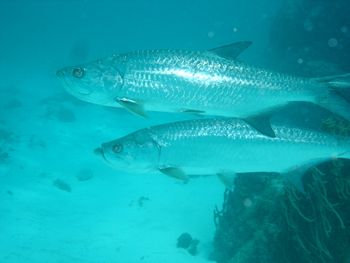 Tarpon, which can be found at the reef only on the spring.
