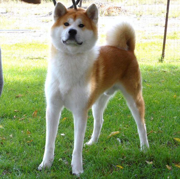 Japanese Akita breeder located in Sainte-Martine, Quebec, Canada