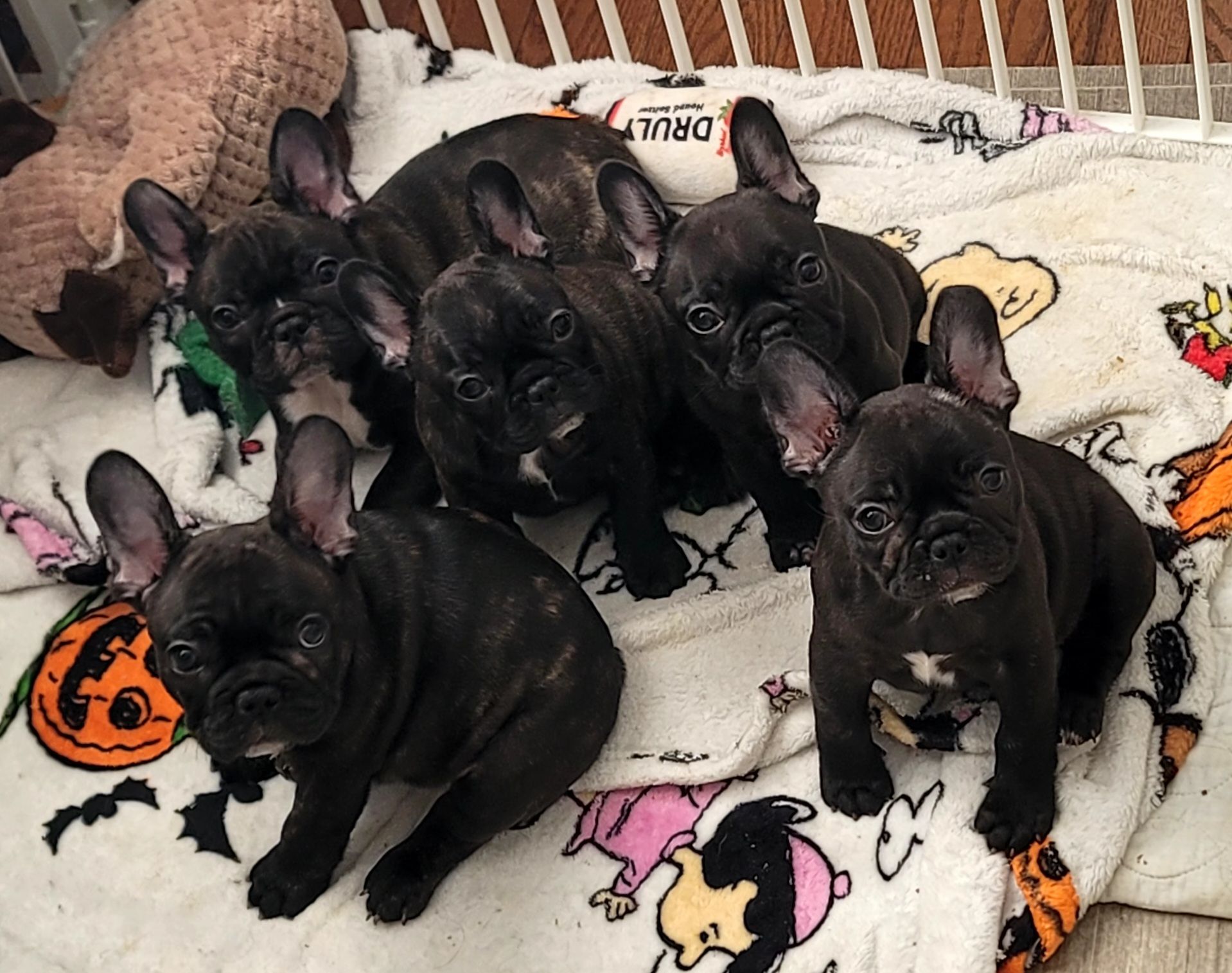 Dolce French Bulldogs - Puppies