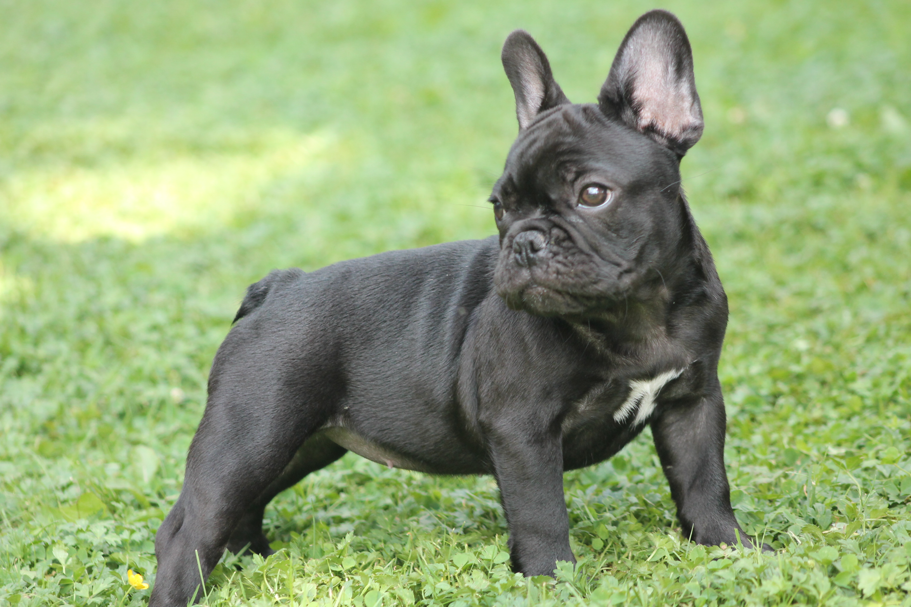 Dolce French Bulldogs - Puppies
