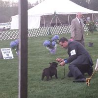 Tai competing for Best in Show May 2014