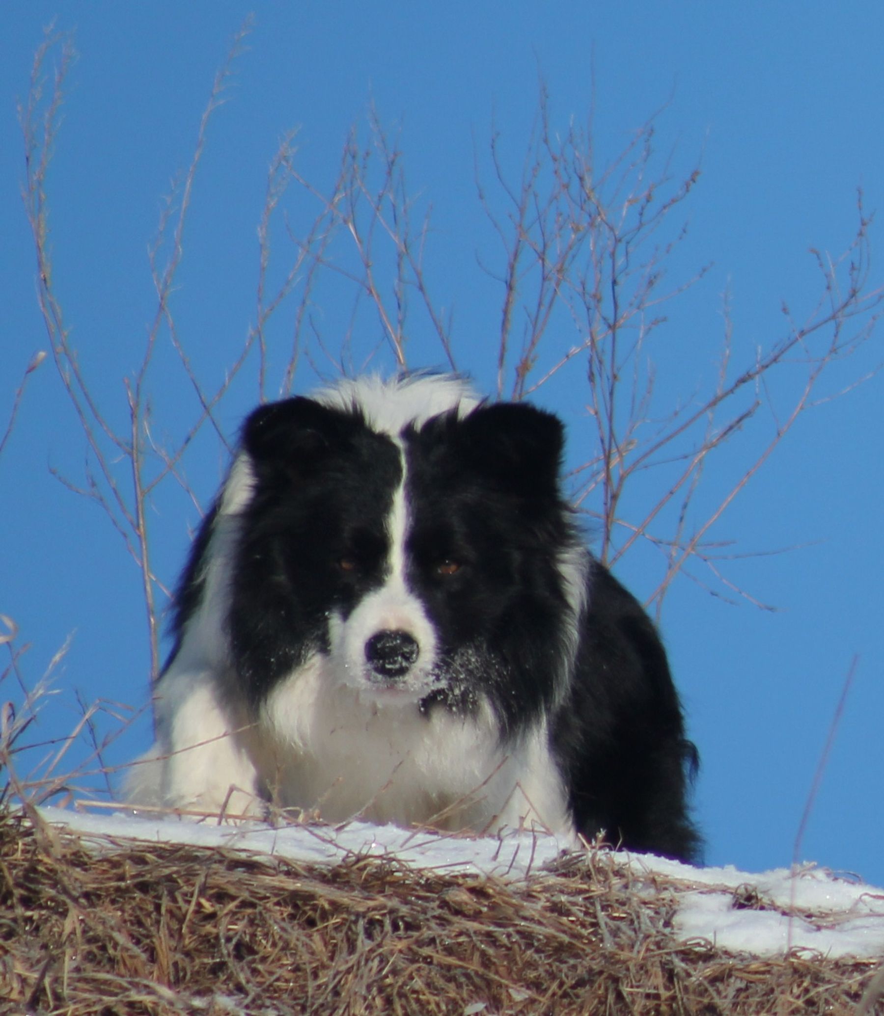 Ontario Border Collie Puppies For Sale Hollowshot Border Collies   Meta EyJzcmNCdWNrZXQiOiJiemdsZmlsZXMifQ   