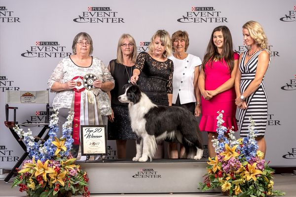Hollowshot's A Twist of Fate group photo after her  top twenty win at the Border Collie Specialty in St Louis 2017