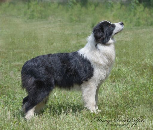 Available Black/White Border Collie Puppies for Sale | Hollowshot ...