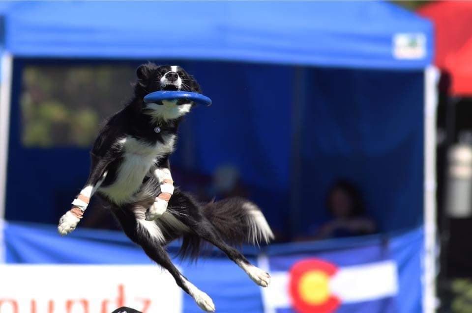Border collie jumping to catch a blue frisbee