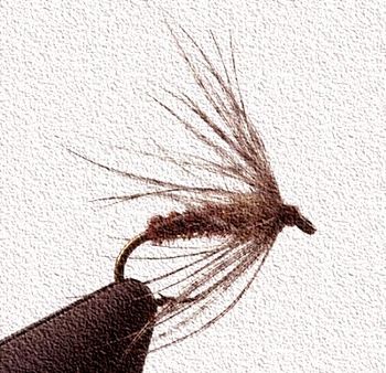 hackle wrapped on a fly
