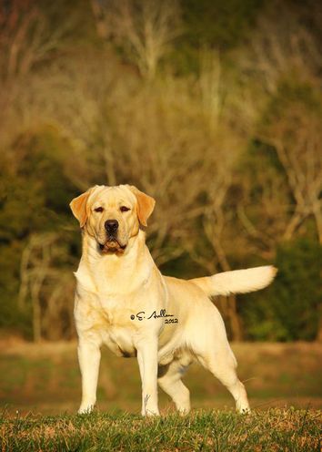 silver bow labradors