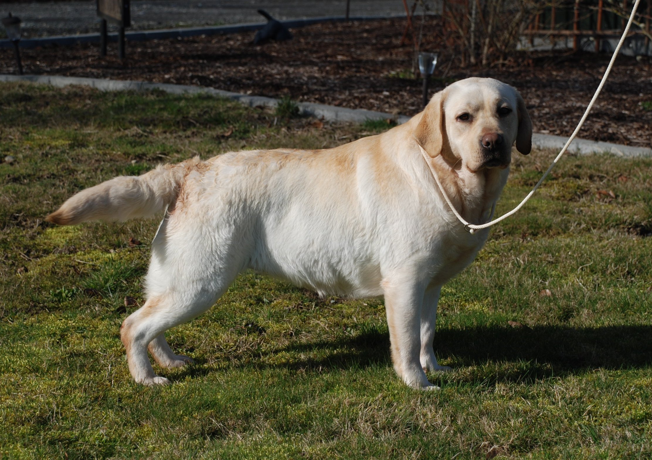 Retired - Shadybry Labradors-Labrador Pupz