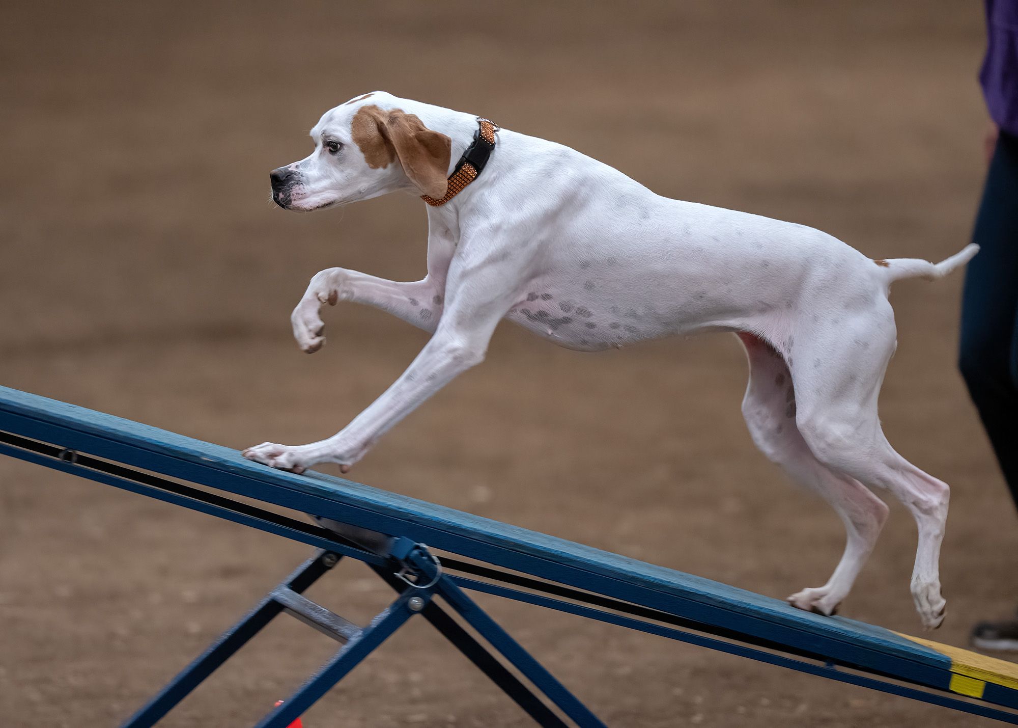 Helena Montana Kennel Club Promoting responsible dog ownership through