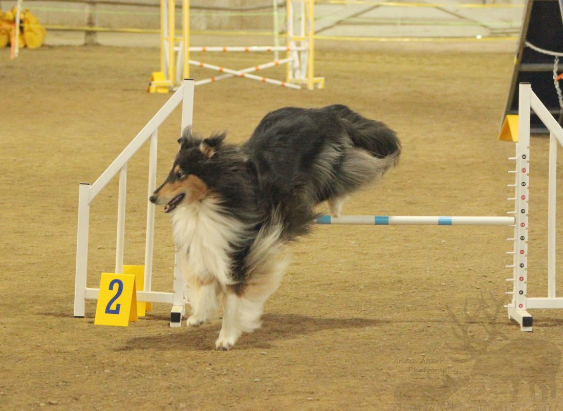 Vixen has earned her Excellent titles in Standard and Jumpers events now working on her Masters titles
